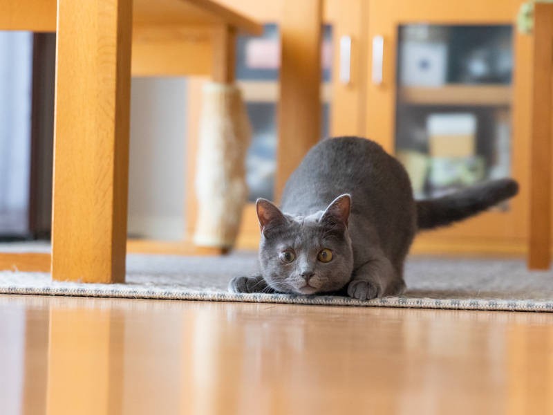 お尻フリフリ、ロックオン!