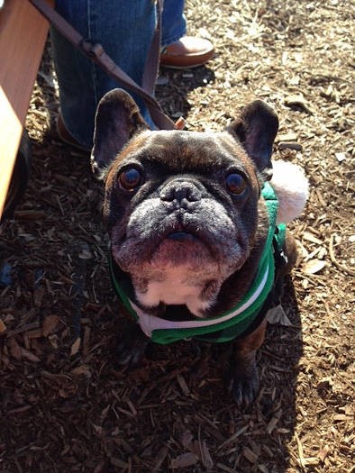 愛嬌のあるフレブルは存在感たっぷり。そのだけに、失ったときにぽっかりあいた穴は大きく……