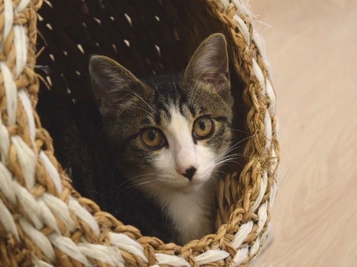 出会いを待つ保護猫=ツキネコカフェ