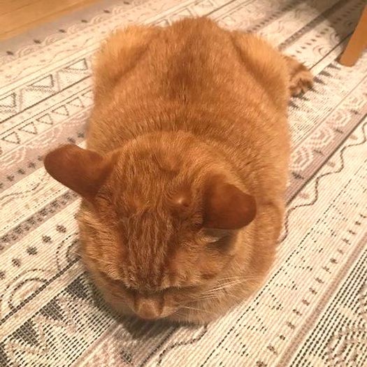 ひとしきり遊ぶと、また丸くなちゃっいました