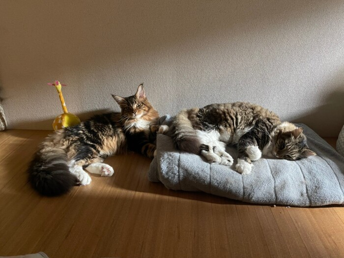 毛布に寝るタルト(右)に寄り添うボンボン。「タルトが起きるまで静かにしてるよ。僕、空気読める猫なの」(かおりさん提供)