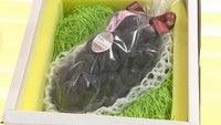 甘みが強い! 岡山県産のニューピオーネが初入荷 天満屋岡山店