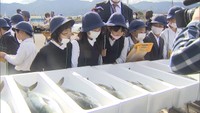 身が引き締まった「ひけた鰤」の出荷がスタート! 小学生が作業を見学 東かがわ市