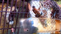 「飼育している動物たちのストレス解消法は?」「どこから来るの?」池田動物園で聞いてみた 岡山【みんなのハテナ】