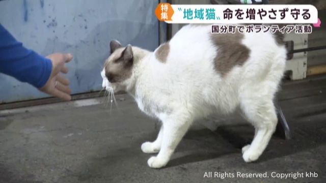 地域に見守られながら暮らす地域猫 猫を守るボランティア団体