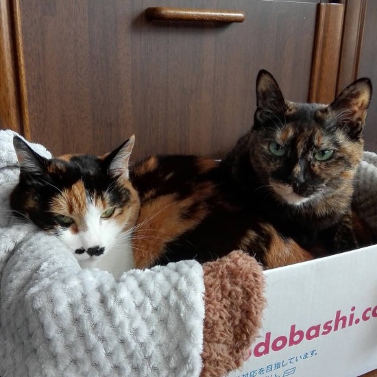 左からめかぶちゃんとおのりちゃん