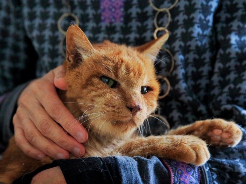 「猫又トリップ」より コジャジャ(オス、24)。撮影後さらに2年、26歳まで生きたという(ケニア・ドイ撮影)