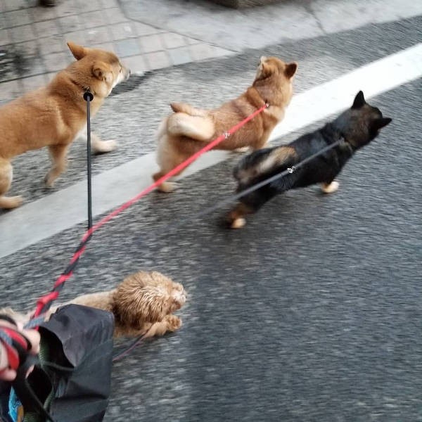 楓くんは群れを牽引するように颯爽とお散歩できるように!(UG提供)