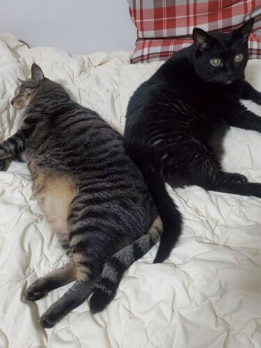 2022年、5歳。イヌオとの体重差は2㎏以上……。とくにこの夏、太ってしまいました。「イケメンが台無しだし、体にもよくないよね」