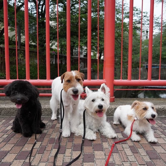 弟分のロイスと一緒にお散歩(UG提供)