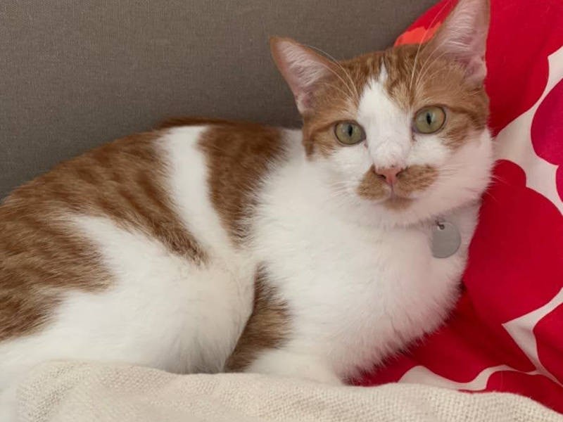 つくねは、かぼすの友達にと迎えられた保護猫(あやこさん提供)