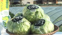 猛暑を乗り越え…レタスの収穫が最盛期 香川県は2023年の収穫量が全国9位