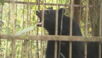 ツキノワグマ出没件数 前年同時期の半数以下に 岡山県「山に餌があるためリスク低下も引き続き警戒を」