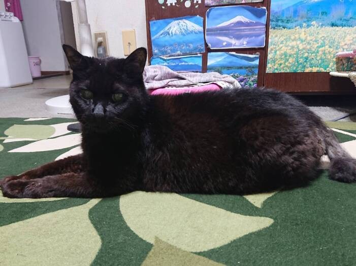 これからもマイペースで、元気でいてね……。みんなで祈っていましたが、11月28日、静かに旅立ったそうです。サブちゃんは心に生き続けます。本当にありがとう(恵子さん提供)