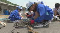 中高生がカキの種付けを体験「難しいけどやりがいある」 岡山・備前市