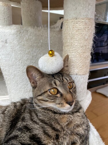 「なんかアタマに乗ってる?」ひょうきんな、たいが(たい平さん提供)