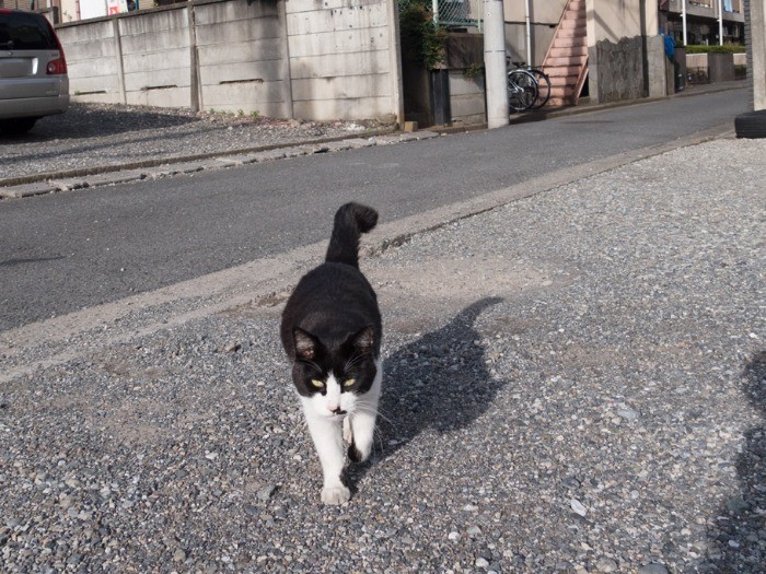 人の姿を見つけると、走り寄ってくるハチワレ。(小林写函撮影)