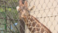 新しいアイドルが登場!「アミメキリン」17日から公開 岡山・池田動物園