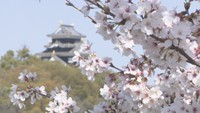 岡山後楽園で桜が見頃 観測史上最も早い満開に普段の平日の約4倍の入園者