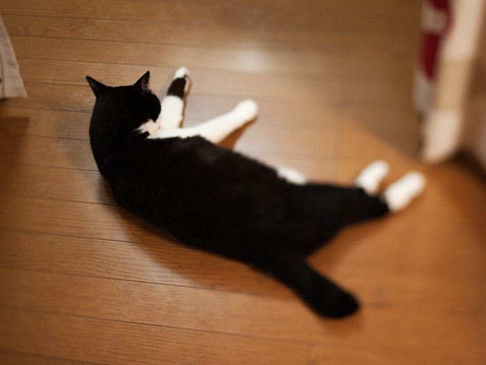 「なでてー」のポーズ。(小林写函撮影)