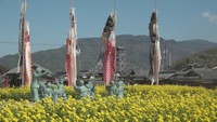 二十四の瞳と12匹のこいのぼり 菜の花畑で共演 香川