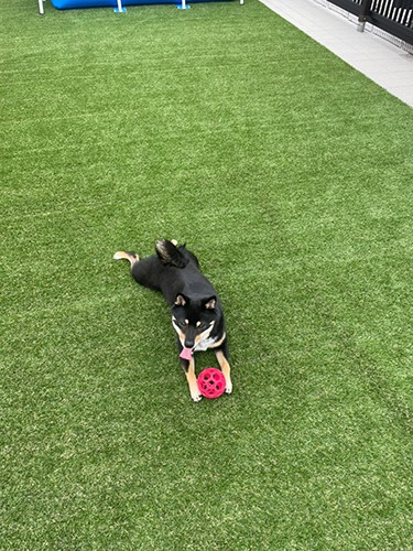 プライベートドッグラン、最高!(お父さん提供)