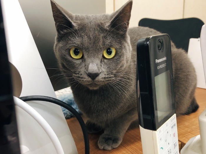 最年少、1歳のみーしゃ(提供写真)