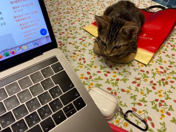 「私のような保護猫たちをたくさん救うお手伝いをするニャン♪」と応援中のみらちゃん