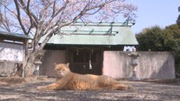 猫や人が「共生」する知恵とは? 牛窓の自然のサイクルを映した“観察映画” 岡山・瀬戸内市