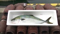 ブランド養殖ブリ「ひけた鰤」初出荷 ハマチ養殖発祥の地…香川・東かがわ市で