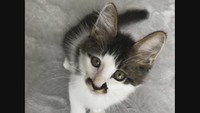洋菓子店が「保護猫」支援セットを販売 きっかけはお店の駐車場で鳴いていた子猫 岡山市