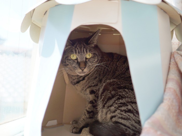 怖がりのスイカくん。1年半かけて橋本さんに抱っこされるように