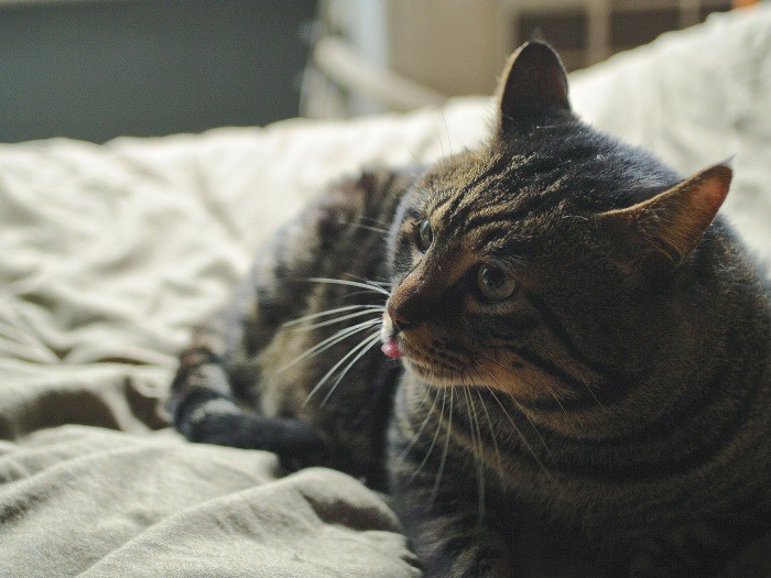 担当編集者が宮崎先生を見つけるきっかけとなった猫「ジャイロ」君。腎臓病で19歳で亡くなった(時事通信出版局提供)