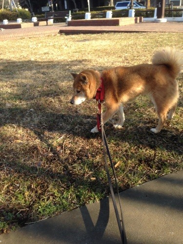 呼んでもまったく振り向かずに歩く。