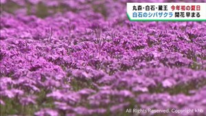 シバザクラ・桜・菜の花 陽気に誘われ宮城県各地で見頃