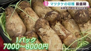 秋の味覚マツタケの収穫が最盛期 猛暑や少雨の影響なし 宮城・気仙沼市