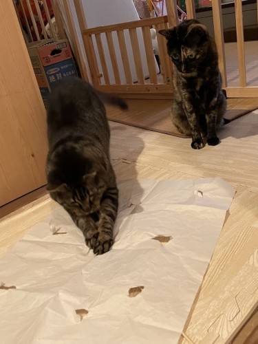 かわいいお手々