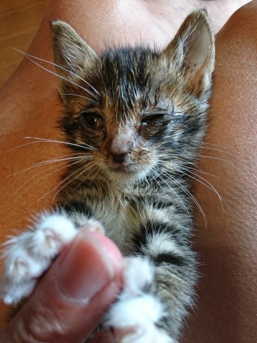 保護当時は猫風邪でこんなに目がぐしゃぐしゃ。「ちゃんと育つかどうかもわからない」と獣医さんに言われていました(慎也さん提供)