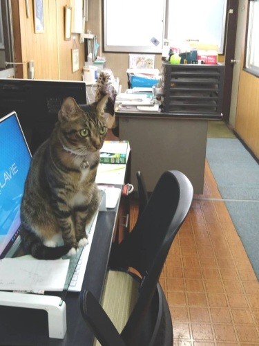 事務所には8~15時頃まで滞在。この机が所定の位置。事務所の上に住む諒大君のおばあちゃんも昼間に仕事をしていて、「みんなに可愛いがられてます」(慎也さん提供)