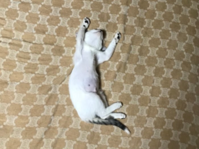 2日目に”バンザイ寝”をして、物怖じせず家を探検しはじめた