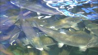 海に行かずに人工の水で育った「ベニザケ」出荷へ 岡山理大が養殖に成功