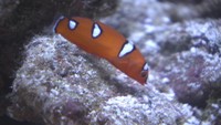 虹のようにカラフルな魚たちに会いに来て 天満屋岡山店で水族園