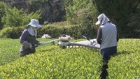 新茶のシーズン到来 香川県最大の産地、三豊市高瀬町で茶摘み進む