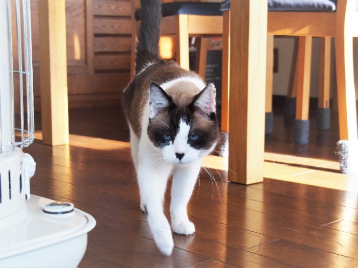 歩く姿は、なかなかカッコいい