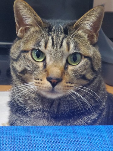 3歳になっておとなびたかな