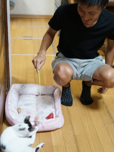 弟の陸人さんは仕事から帰るとまず、ごまもちと遊ぶ。「この前、隙間から部屋に入り、ベッドで添い寝しくれた!」