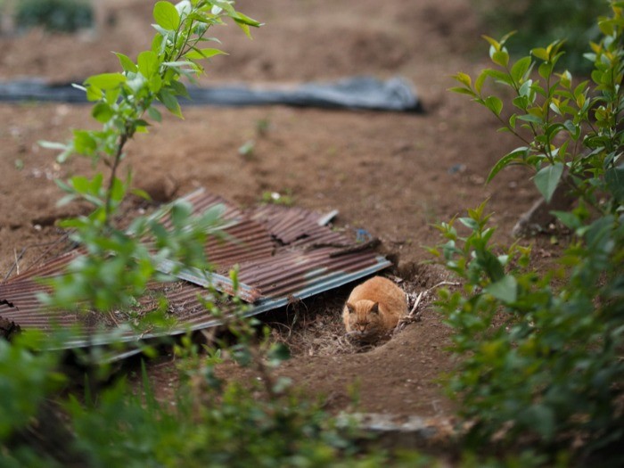 近所にある小さな農家の畑で見かけた野良らしき1匹。(小林写函撮影)