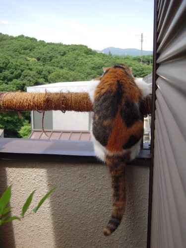 ベランダからお外を見学中。よくこうやって見ていた(祐子さん提供)