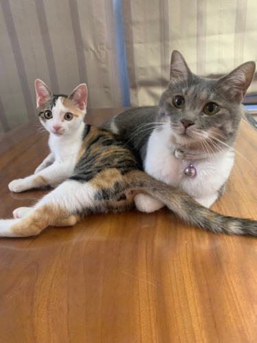 予想外に早くチム(左)を受け入れたグリ(優香さん提供)