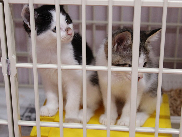 保護される子猫は非常に多い